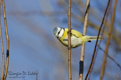 Blue Tit