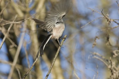 Long-tailed Tit