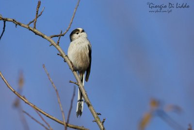 Long-tailed Tit