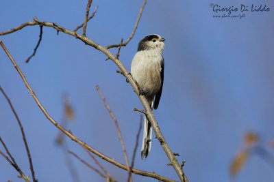 Long-tailed Tit