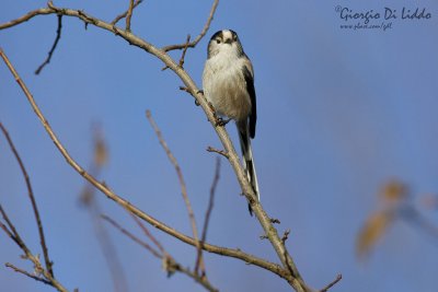 Long-tailed Tit