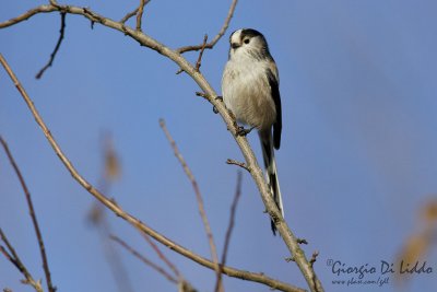 Long-tailed Tit