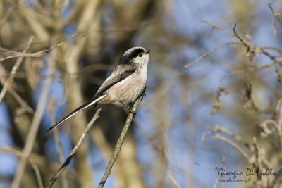 Long-tailed Tit