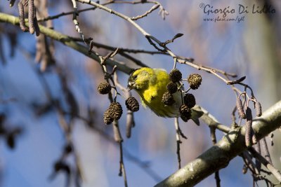 Siskin