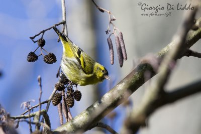 Siskin