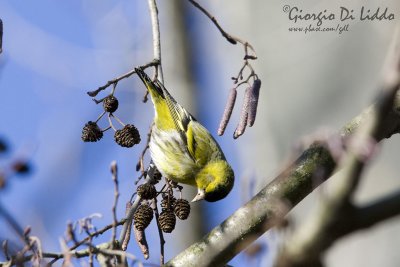 Siskin