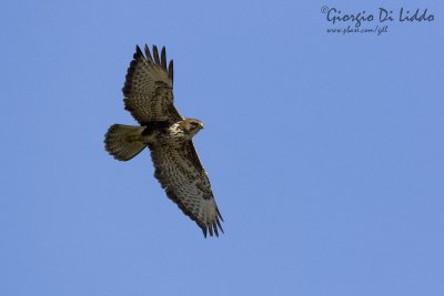 Buzzard