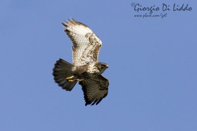 Buzzard