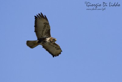 Buzzard