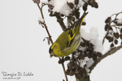 Siskin