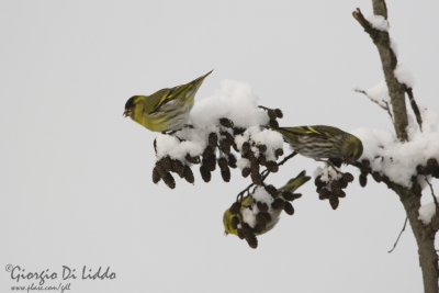 Siskin