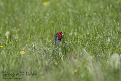 Pheasant