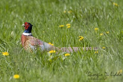 Pheasant