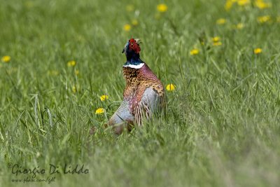 Pheasant