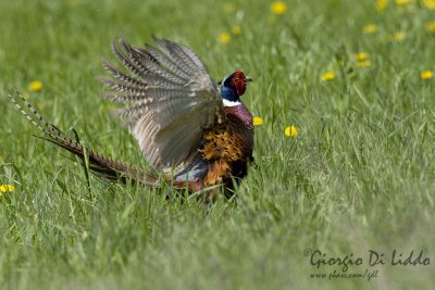 Pheasant