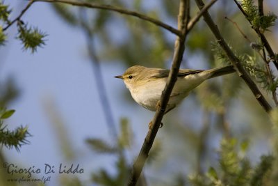 Willow Warbler