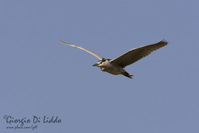 Night Heron
