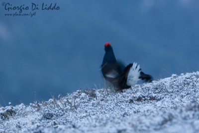 Black Grouse