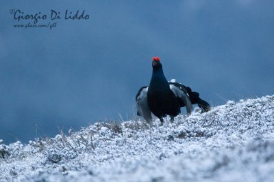 Black Grouse