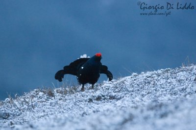 Black Grouse