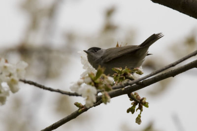 Blackcap