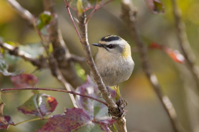 Firecrest