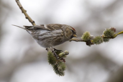 Redpoll