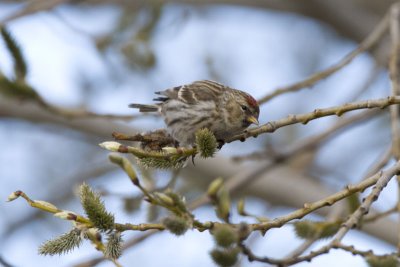 Redpoll