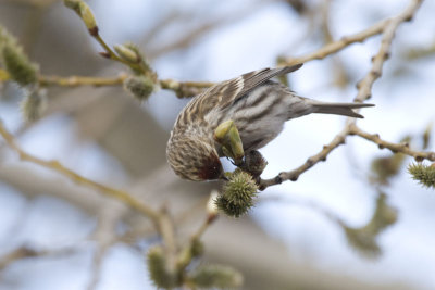 Redpoll