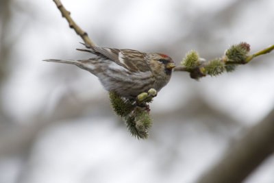Redpoll