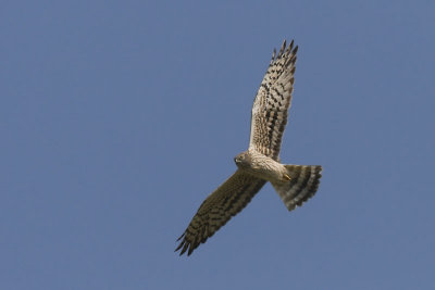 Montagu's Harrier