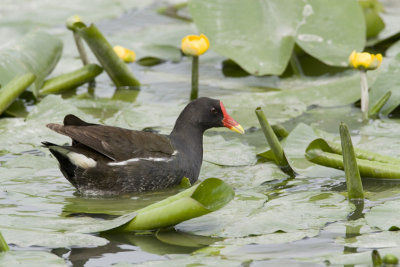 Moorhen