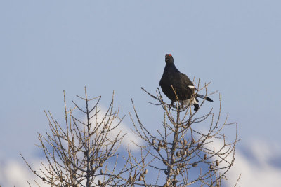 Black Grouse