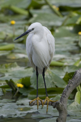 Little Egret