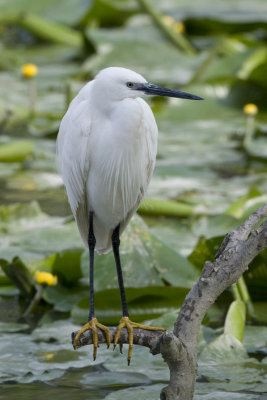 Little Egret