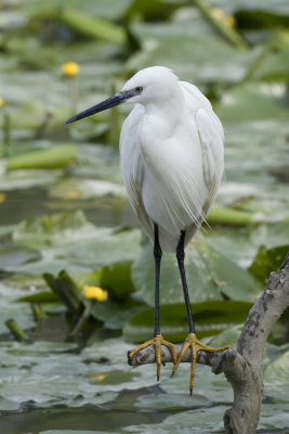 Little Egret