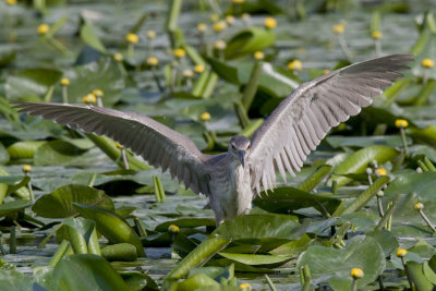 Night Heron