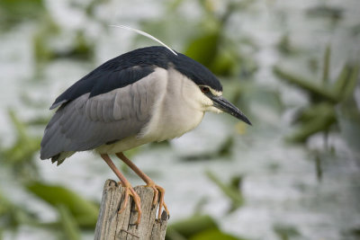 Night Heron