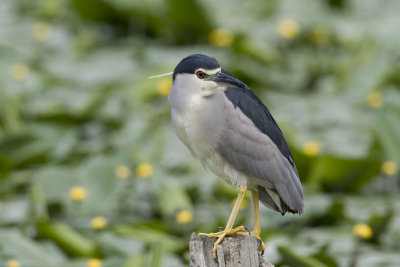 Night Heron