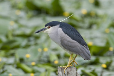 Night Heron