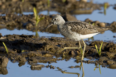 Greenshank