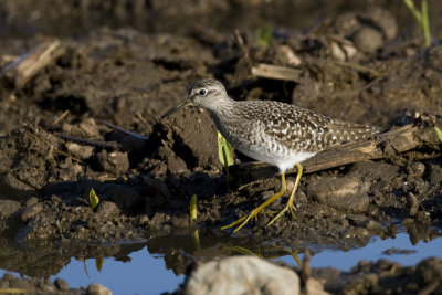 Wood Sandpiper