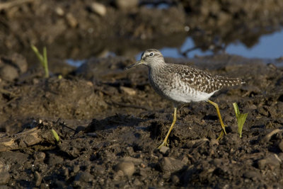 Wood Sandpiper