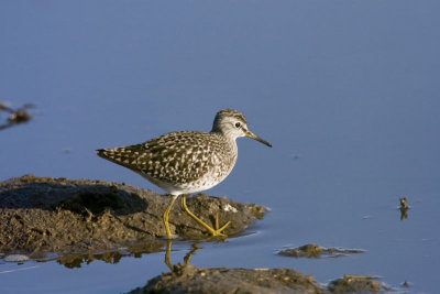 Wood Sandpiper
