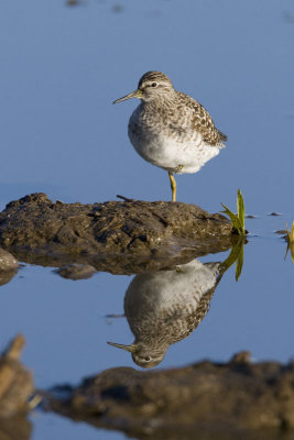 Wood Sandpiper