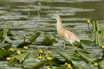 Squacco Heron