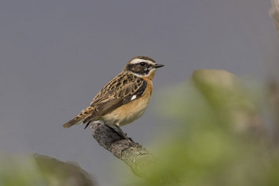 Whinchat