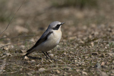 Wheatear