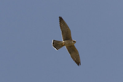 Red-footed Falcon