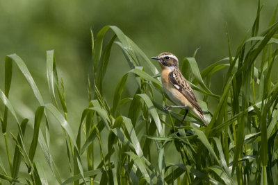 Whinchat